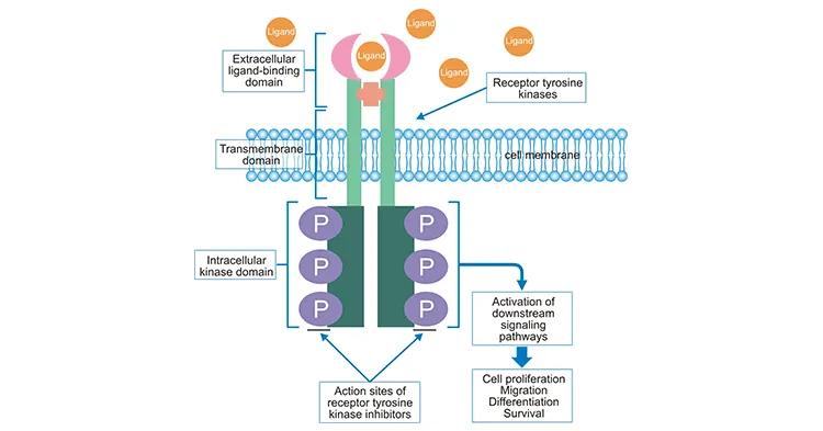 RTK Activation and Signaling