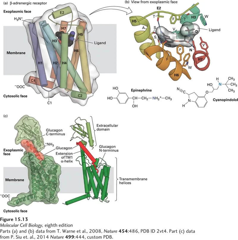 GPCR Structure and Ligand Binding