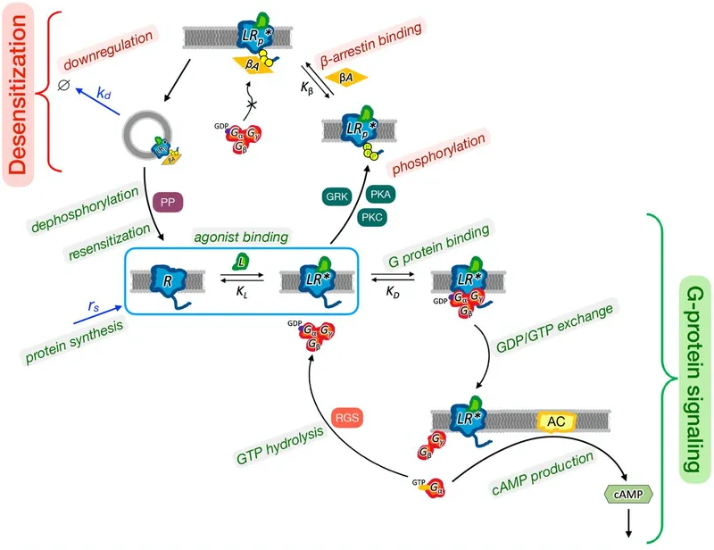 GPCR Desensitization and Signaling Pathway Diagram