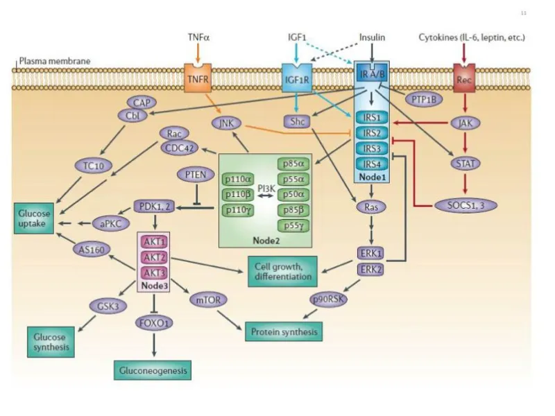 Detailed Insulin Signaling Pathway and Related Pathways