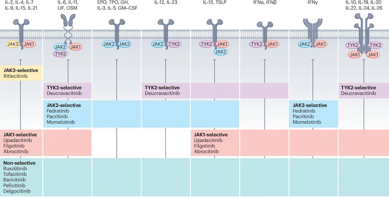 JAK Inhibitors and Receptor Binding