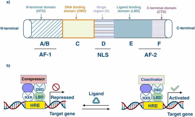 Nuclear Receptor Domains and Gene Regulation
