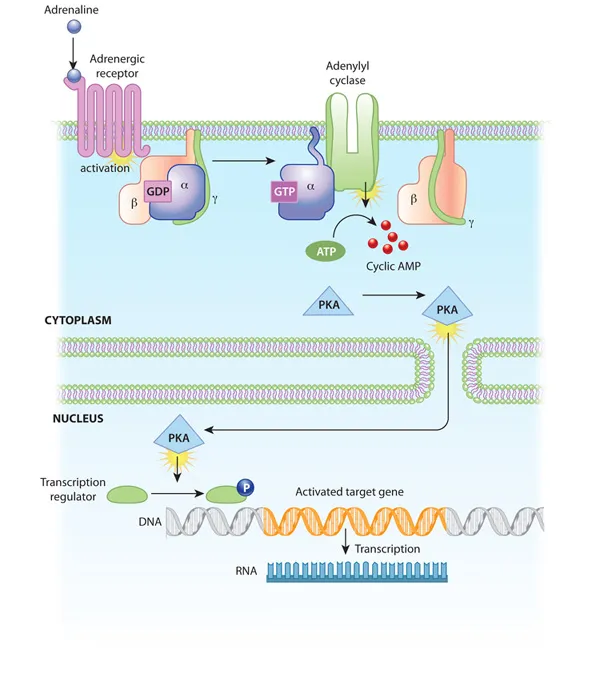 Adrenergic Receptor Signaling via Cyclic AMP