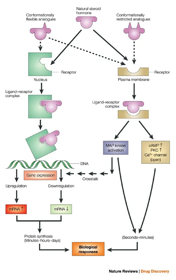 Steroid hormone signaling pathways and biological responses