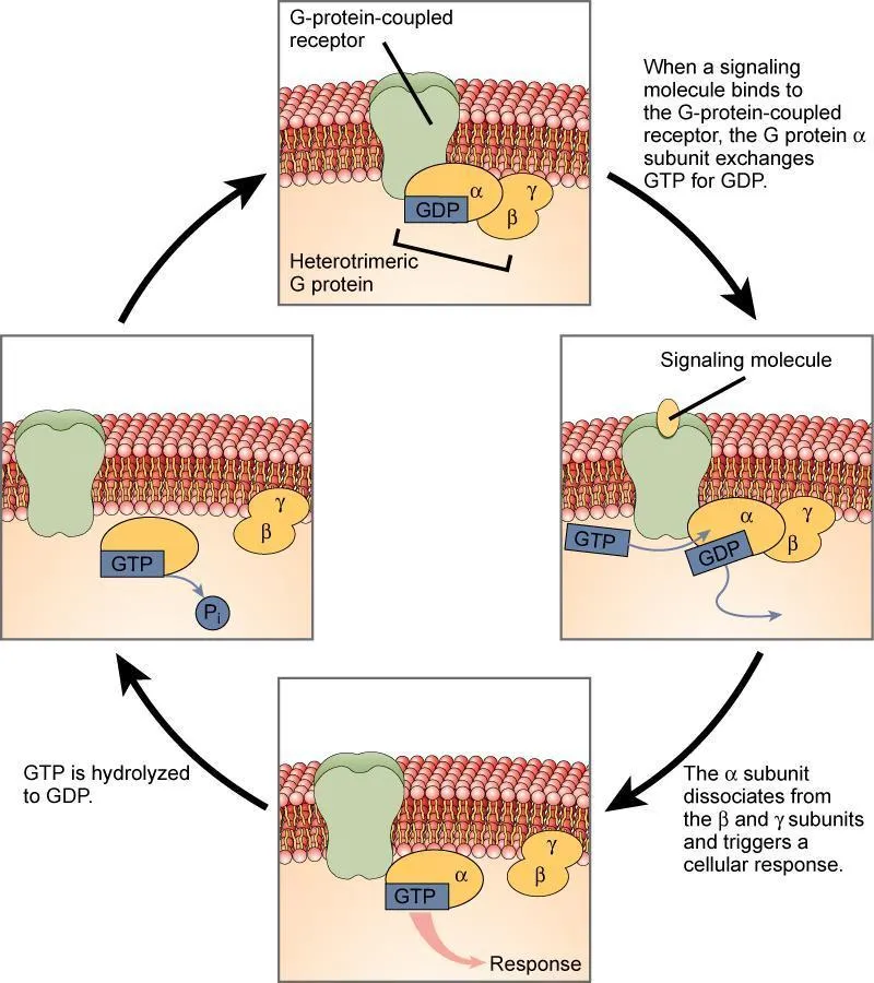 G-protein cycle: activation, dissociation, and inactivation