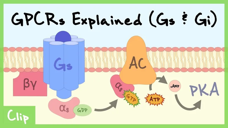 GPCR signaling with Gs and Gi proteins