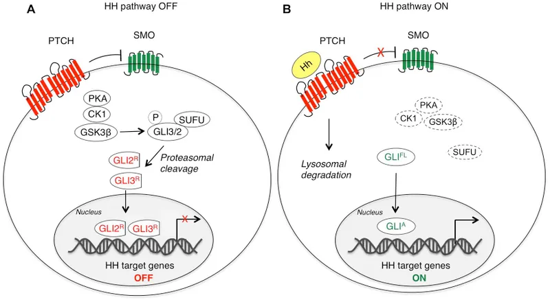 Hedgehog signaling pathway: OFF vs. ON states