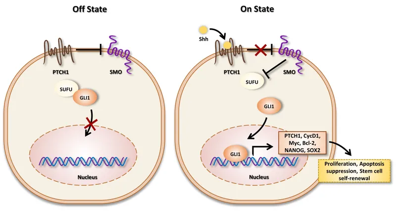 Hedgehog signaling pathway: Off and On states
