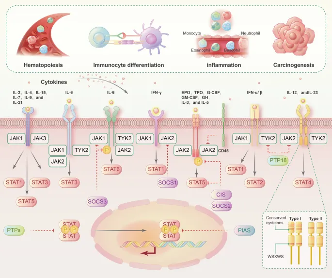 JAK-STAT pathway and its biological processes