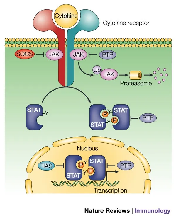 JAK-STAT pathway negative feedback by SOCS, PIAS, PTPs