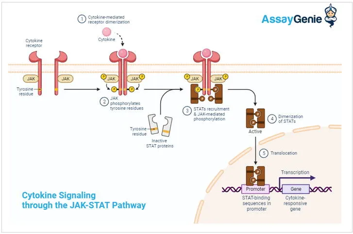 JAK-STAT pathway: cytokine signaling to gene transcription
