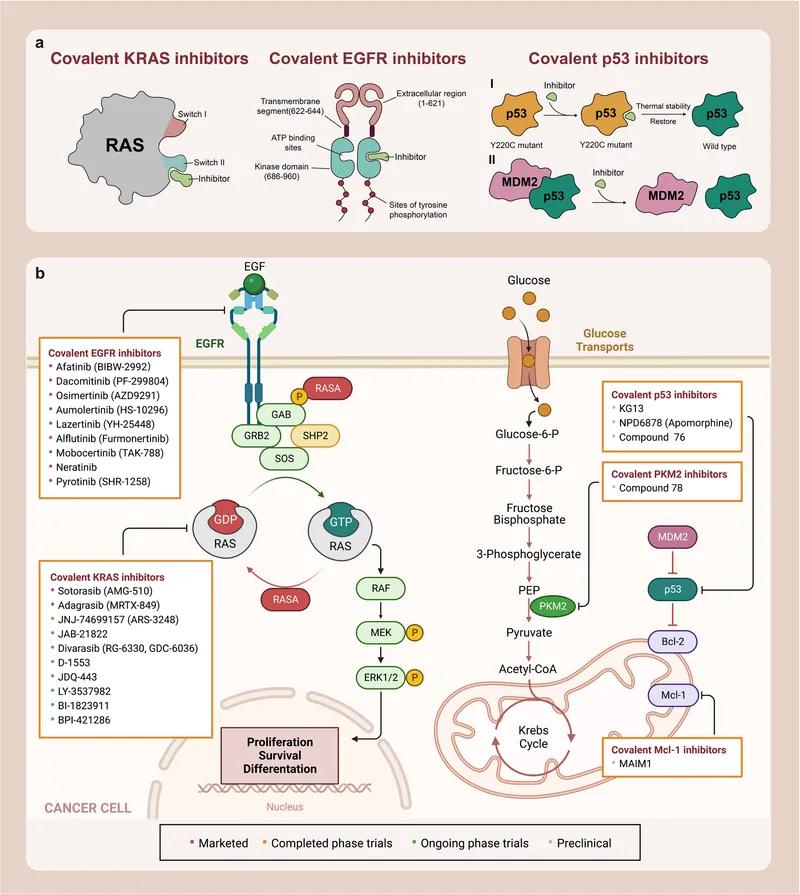 MAPK pathway and targeted drug inhibition in cancer cells