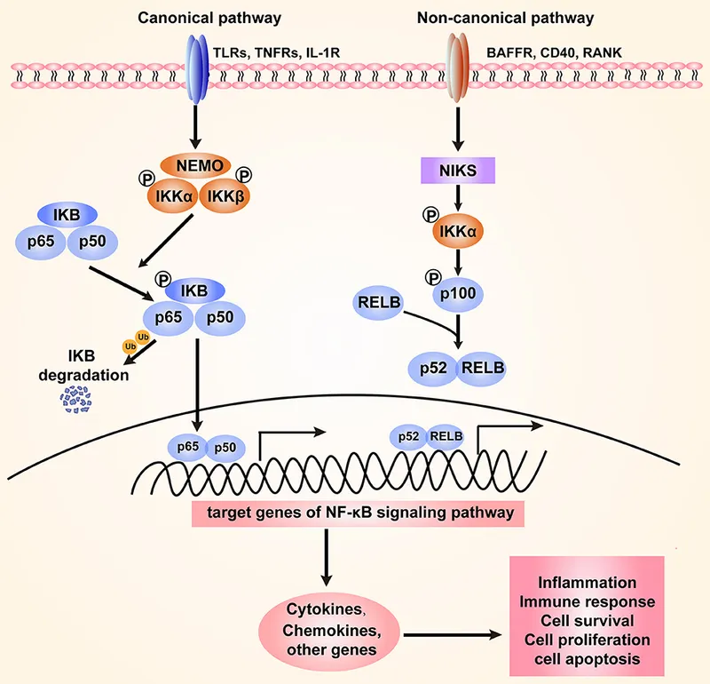 NF-κB signaling: canonical and non-canonical pathways