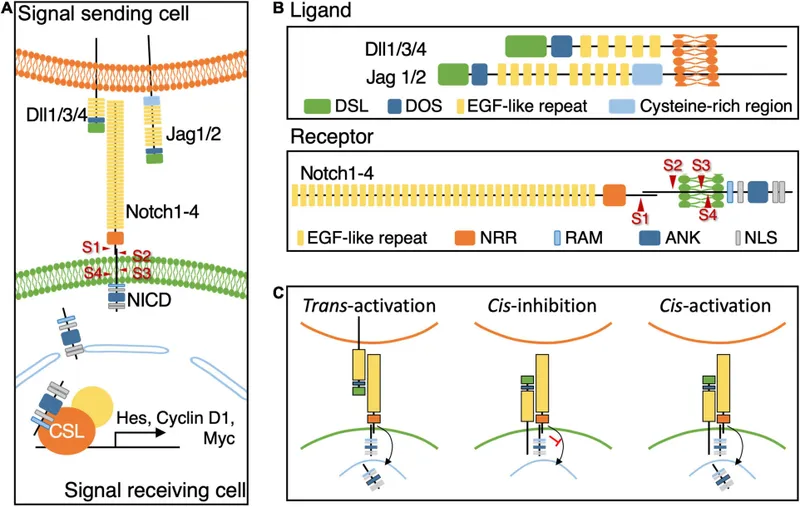 Notch signaling pathway: ligand-receptor interaction & NICD