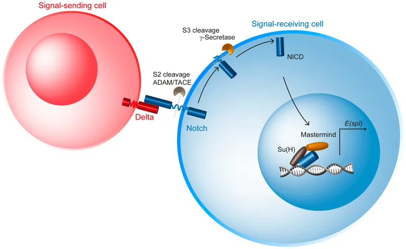 Notch signaling pathway with ligand binding and NICD release