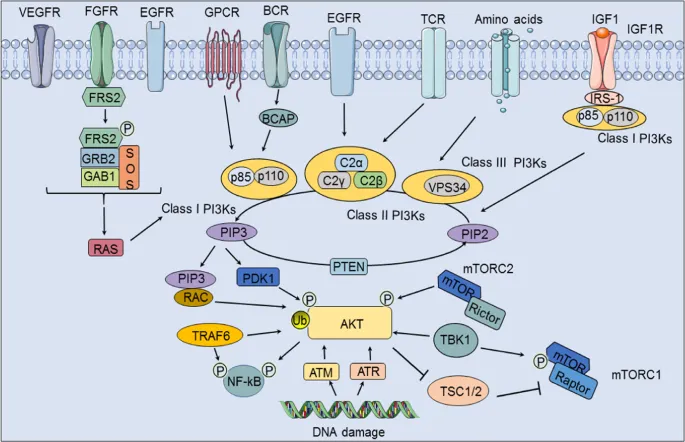 PI3K-Akt pathway: upstream regulators & downstream targets