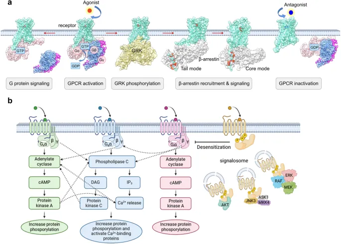 GPCR signaling, activation, and desensitization pathways
