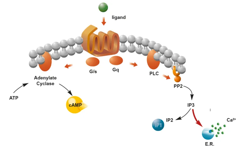 cAMP and IP3/Ca2+ Second Messenger Pathways
