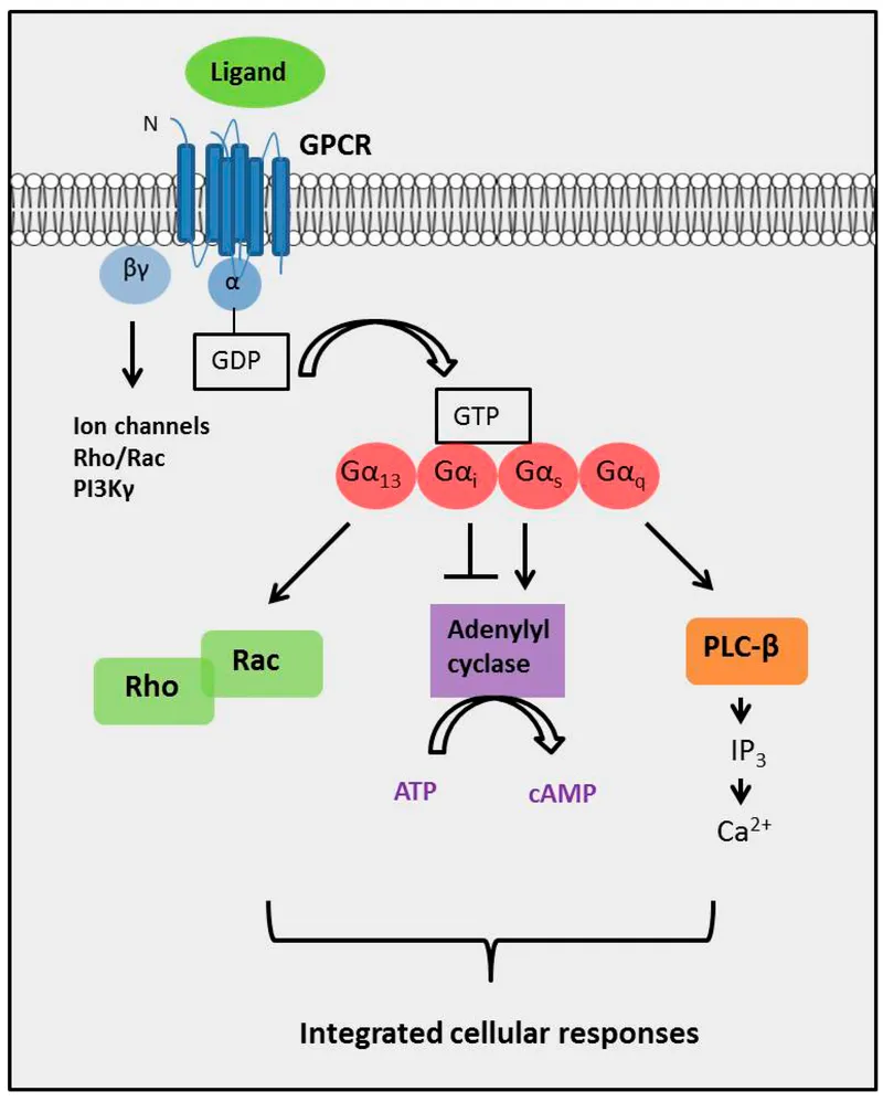 GPCR signaling pathways and second messengers
