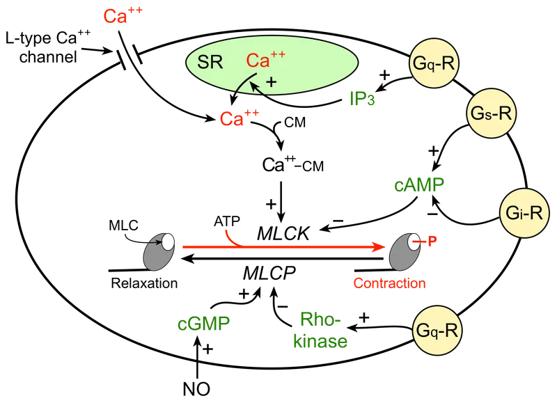 Second messenger systems in smooth muscle contraction