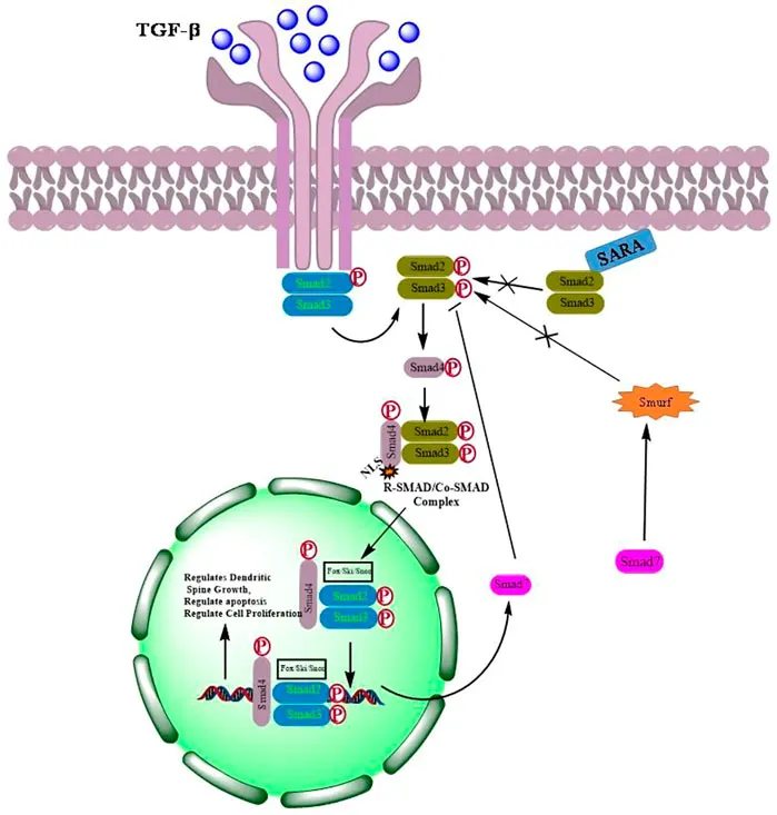 TGF-β/SMAD Signaling Pathway