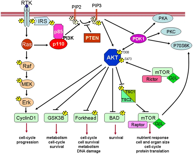 PI3K/Akt Signaling Pathway with PTEN Inhibition