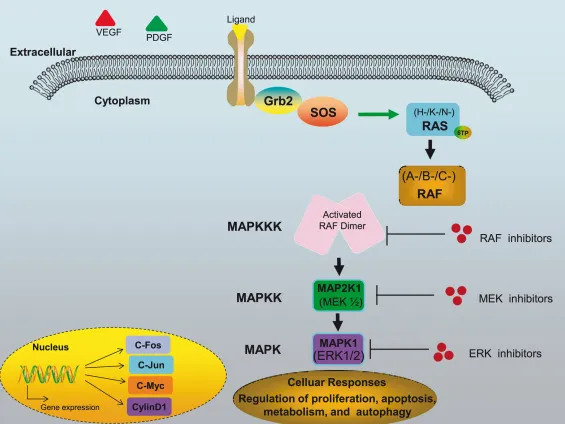 MAP Kinase Signaling Pathway and Inhibitors