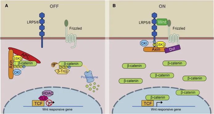 Wnt signaling pathway: OFF vs. ON states