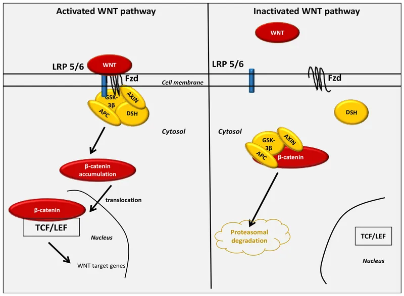 Wnt pathway activation and inactivation with β-catenin