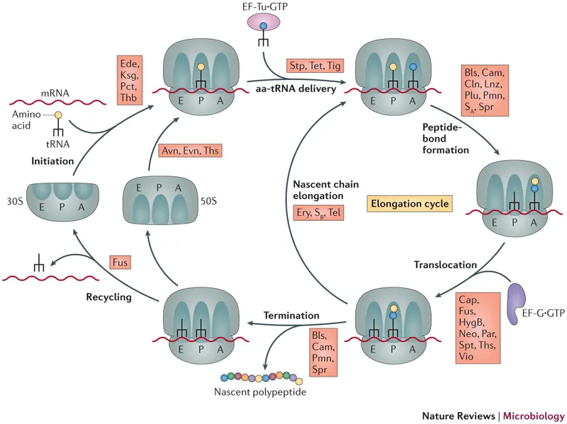 Antibiotic mechanisms on bacterial ribosome translation