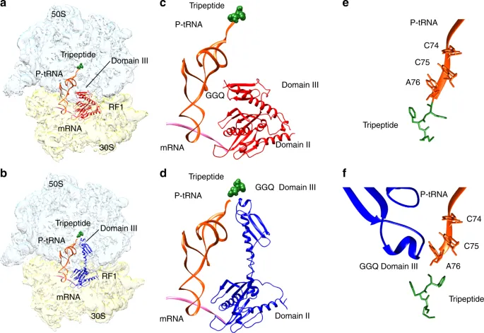 Ribosome with RF1 binding to P-tRNA and mRNA
