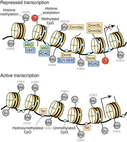 Epigenetic mechanisms: repressed vs. active transcription