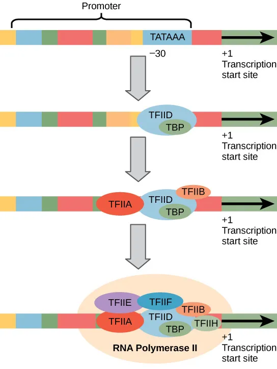 Eukaryotic Transcription Initiation Complex Assembly