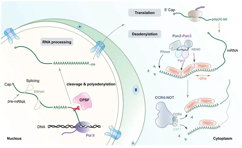 mRNA processing, translation, and deadenylation diagram