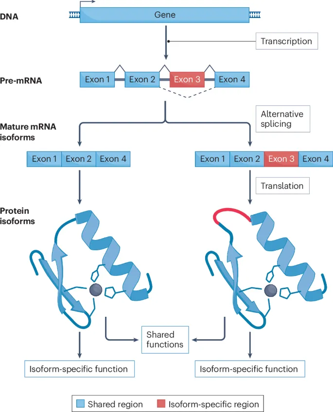 Alternative splicing mechanism and protein isoforms