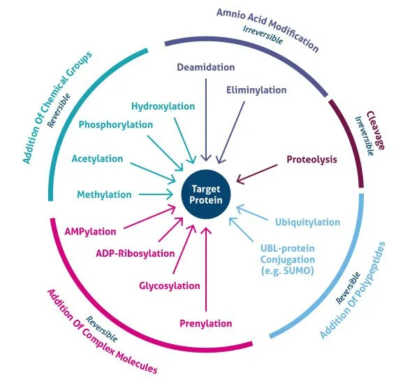 Post-translational modifications of a target protein