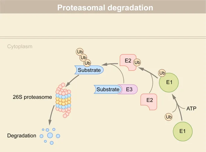 Ubiquitin-proteasome pathway diagram