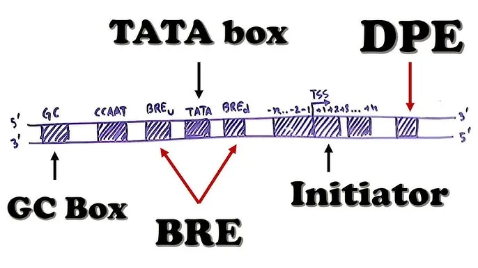 Eukaryotic Gene Promoter Structure