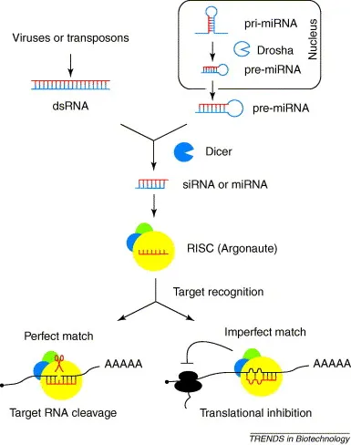 RNA interference: perfect vs. imperfect complementarity