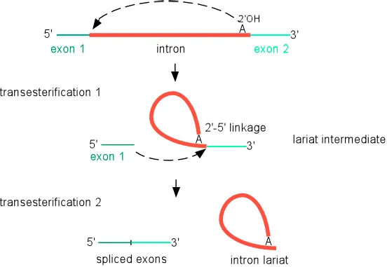 RNA Splicing: Lariat Formation and Exon Ligation