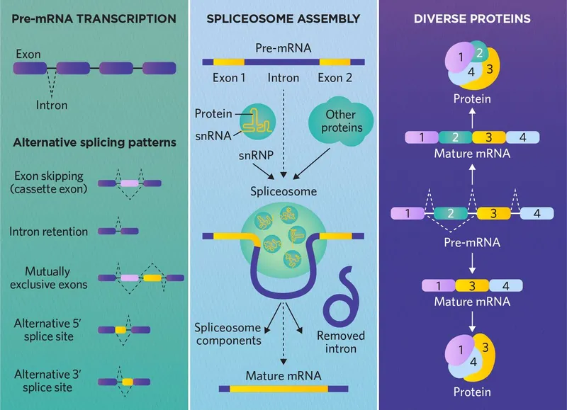 RNA Splicing and Alternative Splicing Patterns