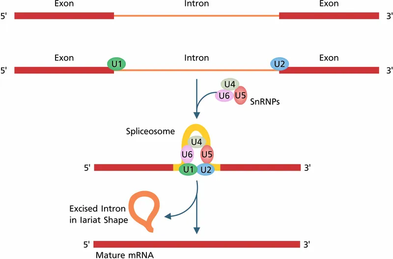 Spliceosome mechanism and lariat formation