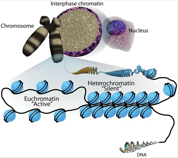 Euchromatin vs. Heterochromatin Structure and Activity