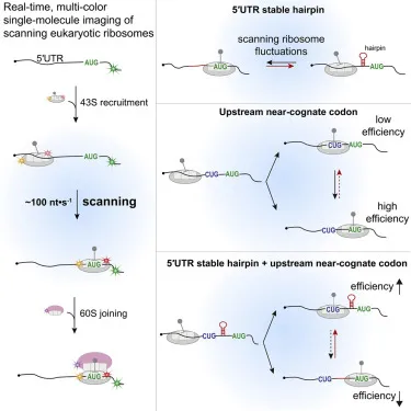 Eukaryotic Ribosome Scanning and Translation Initiation