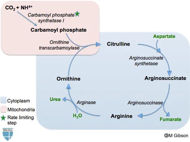 Urea Cycle Compartmentalization: Mitochondria & Cytosol