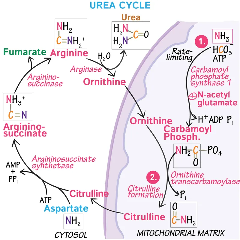 Urea Cycle with ATP Consumption Points