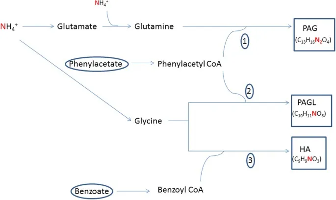 Ammonia Scavenging Pathways