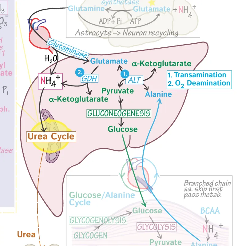 Nitrogen transport to liver for urea cycle