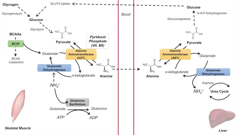 Glucose-alanine cycle and glutamine synthesis