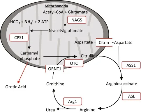 Urea Cycle with N-acetylglutamate Activation